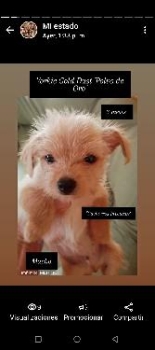 Yorkie terrier mini gold dust