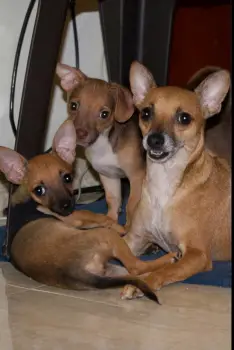 Adopcion de chihuahuas