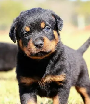 Oferta cachorro rotweiler ambos sexo en santo domingo vacuna