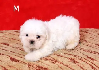 Oferta cachorro shih tzu macho en snato domingo y vacuna al dia