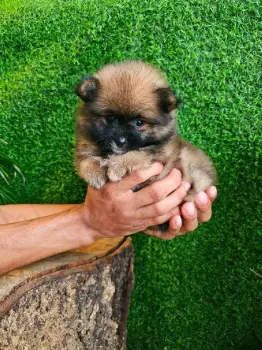 Oferta cachorro pomerania macho en santo domingo con su vacunas al dia