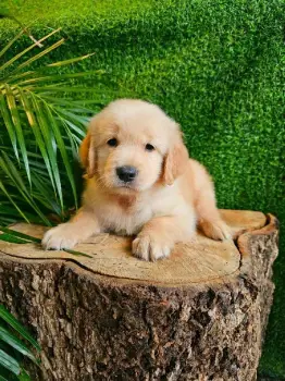 Oferta cachorro golden retriever macho en santo domingo con su vacuna