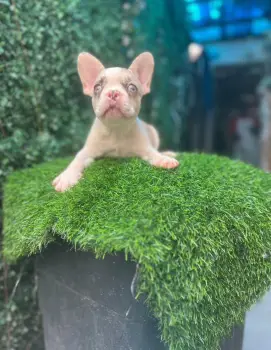 Oferta cachorro bulldog frances macho en santo domingo y vacuna al dia