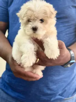 Oferta cachorro maltes hembra con todo al dia santo domingo