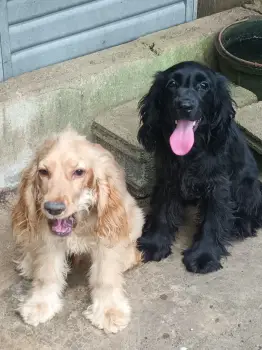 Oferta cachorro cocker spaniel ambos sexo en santo domingo y vacunados
