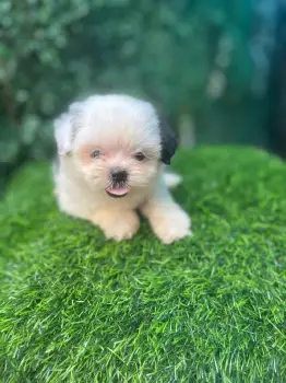 Oferta cachorro shipoo hembra en santo domingo y vacunado