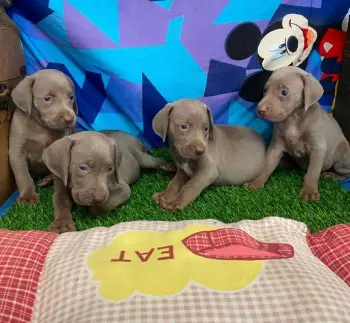 Oferta cachorro weimaraner ambos sexo se entrega con todo al dia ubica