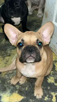 Oferta cachorro bulldog frances macho en santo domingo y vacuna al dia