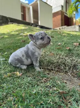 Oferta cachorro bulldog frances merle macho ubicado en santo domingo