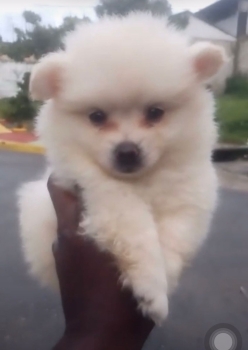 Oferta cachorro pomerania macho en santo domingo con su vacuna