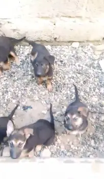Oferta cachorro pastor aleman ambos sexo en santo domingo y vacunado
