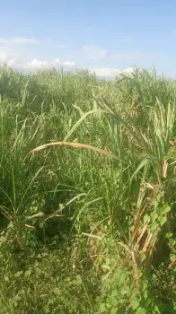 Finca en venta guerra42