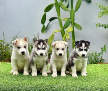 Oferta cachorro husky ambos sexo santo domingo y vacunado