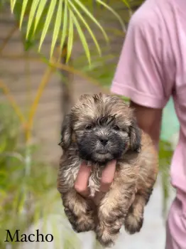 Oferta cachorro shipoo macho en santo domingo y todo al dia