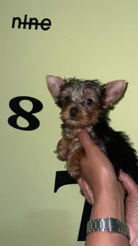Oferta cachorro yorkie hembra en santo domingo y vacunada