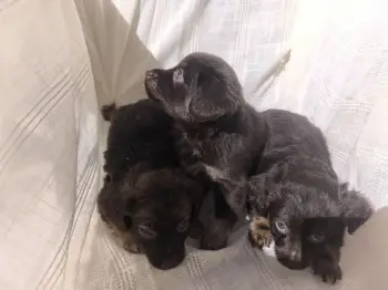 Oferta cachorro chihuahua mariposa ambos sexo en santo domingo y vacun
