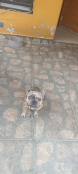 2 bulldog frances por solo 23000 en san pedro de macorís