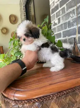 Oferta cachorro shih tzu hembra en santo domingo y vacuna al dia