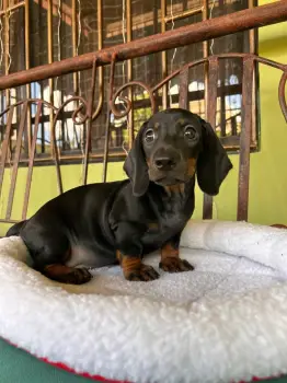 Oferta cachorro salchicha ambos sexo en santo domingo con su vacuna al