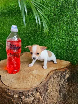 Oferta cachorro chihuahua macho en santo domingo vacuna al dia
