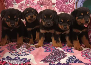 Oferta cachorro rotweiler ambos sexo en santo domingo y vacuna a dia