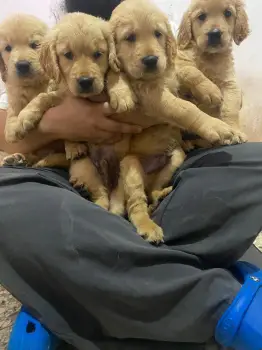 Oferta cachorro golden retriever ambos sexo en santo domingo con su va