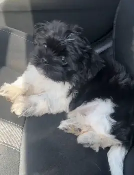 Oferta cachorro shih tzu macho en santo domingo y vacuna al dia