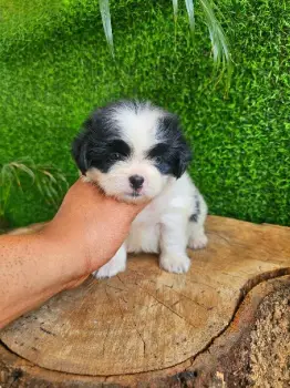 Oferta cachorro shipoo ambos sexo en santo domingo y vacuna al dia
