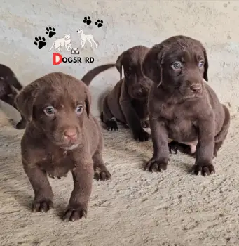Labrador ambos sexos