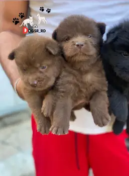 Chow chow ambos sexos
