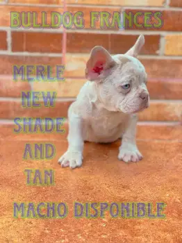 Bulldog frances