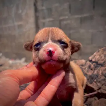 American bully ambos sexos