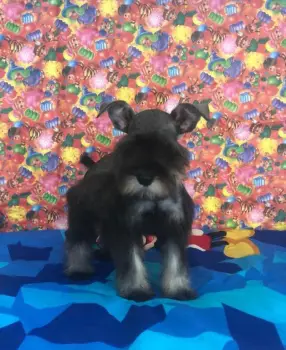 Oferta cachorro schnauzer macho en santo domingo con su vacunado