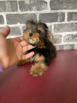 Oferta cachorro yorkie hembra en santo domingo y vacunada