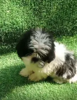 Oferta cachorro shih tzu ambos sexo en santo domingo y vacunado