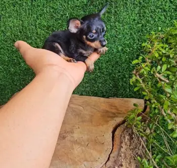 Oferta cachorro chihuahua macho en santo domingo con sus vacuna