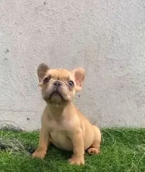 Oferta cachorro bulldog frances macho en santo domingo y vacuna al dia