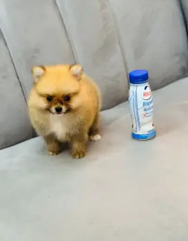 Oferta cachorro pomerania macho en santo domingo con su vacunas al dia