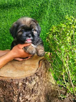 Oferta cachorro shipoo macho en santo domingo y todo al dia