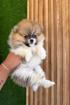 Oferta cachorro pomerania macho en santo domingo con su vacunas al dia