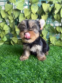 Oferta cachorro yorkie hembra en santo domingo y vacunada