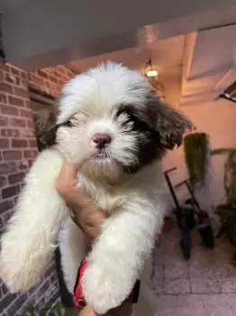 Oferta cachorro shih tzu macho en snato domingo y vacuna al dia