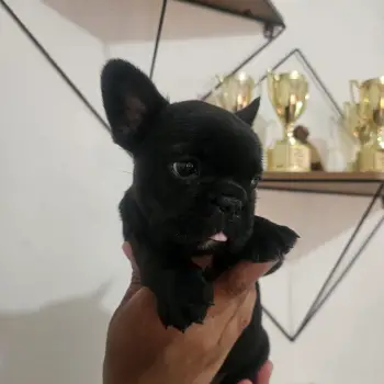 Oferta cachorro bulldog frances macho en santo domingo y se entrega co
