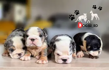 Bulldog inglés ambos sexos