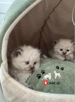 Gatos persa ambos sexos