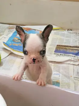 Oferta cachorro bulldog frances macho en santo domingo y vacuna al dia