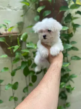 Oferta cachorro maltes macho en santo domingo con su vacuna