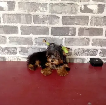 Oferta cachorro yorkie hembra en santo domingo y vacunada