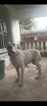 Perra dogo hembra