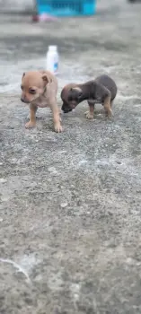 Oferta cachorro chihuahua ambos sexo en santo domingo con su vacuna al